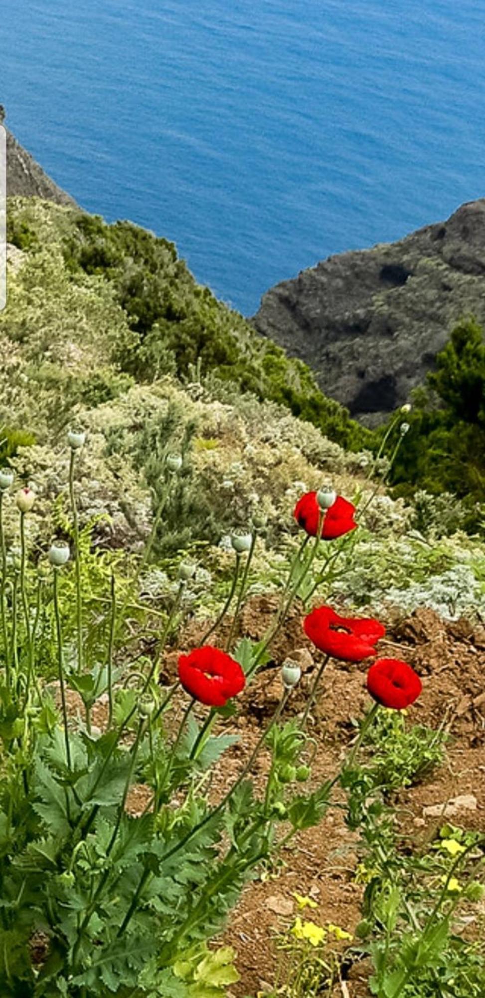 The Poppies Guest House - 100M Ocean - Private Spaces 坎德拉里亚 外观 照片