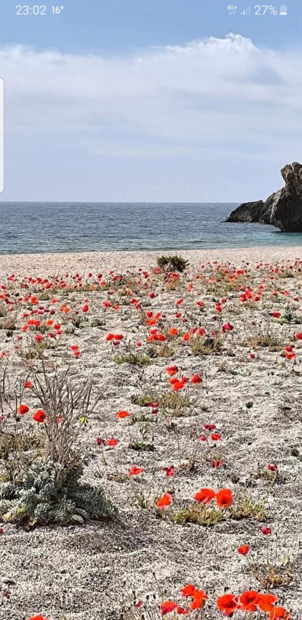 The Poppies Guest House - 100M Ocean - Private Spaces 坎德拉里亚 外观 照片